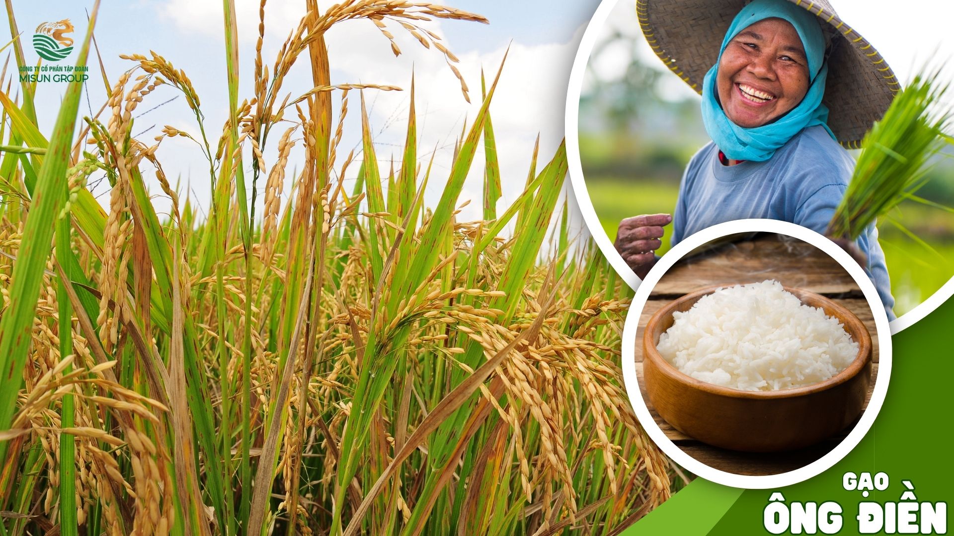 Từ cánh đồng đến bàn ăn: Hành trình của Gạo ÔNG ĐIỀN