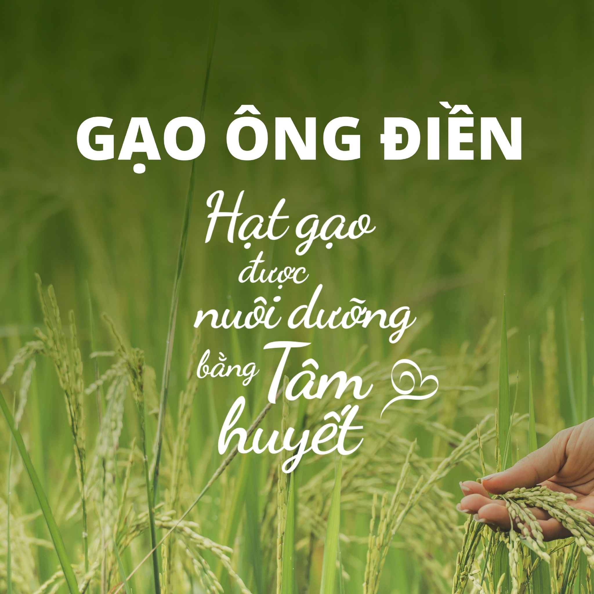 Nông trại Gạo Ông Điền