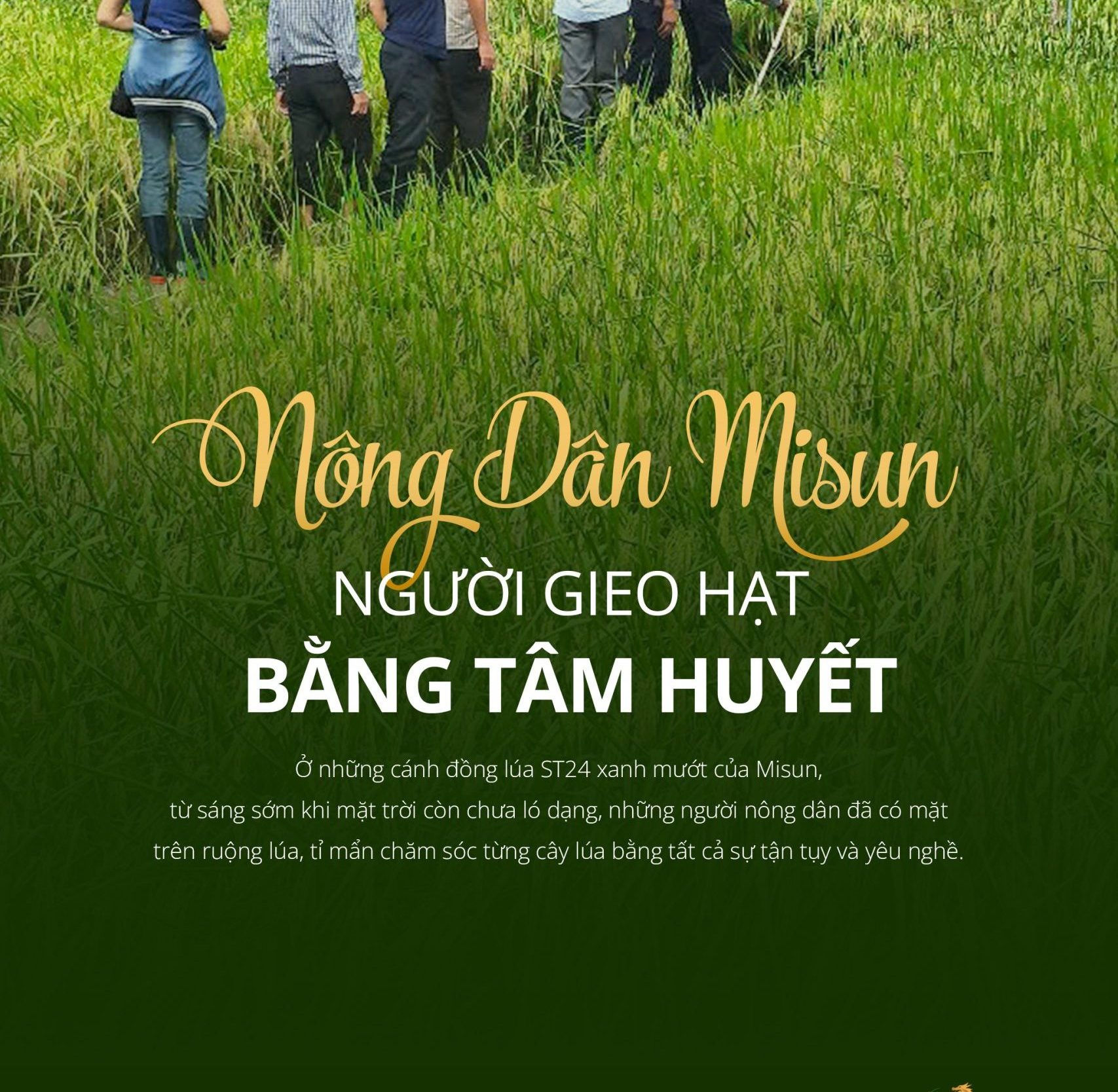 NGƯỜI NÔNG DÂN MISUN – GIEO TÂM HUYẾT, GẶT HẠT GẠO SẠCH