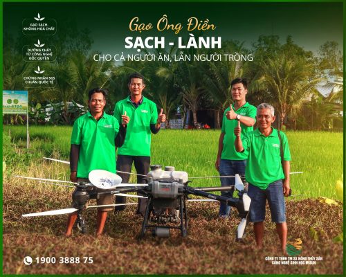 GẠO ÔNG ĐIỀN – KHÁC BIỆT TỪ CÁCH TRỒNG, TỐT CHO NGƯỜI ĂN LẪN NGƯỜI TRỒNG