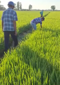 SỚM MAI TRÊN CÁNH ĐỒNG ST24 MISUN