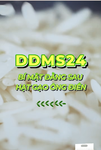 BÍ MẬT ĐẰNG SAU HẠT GẠO ÔNG ĐIỀN