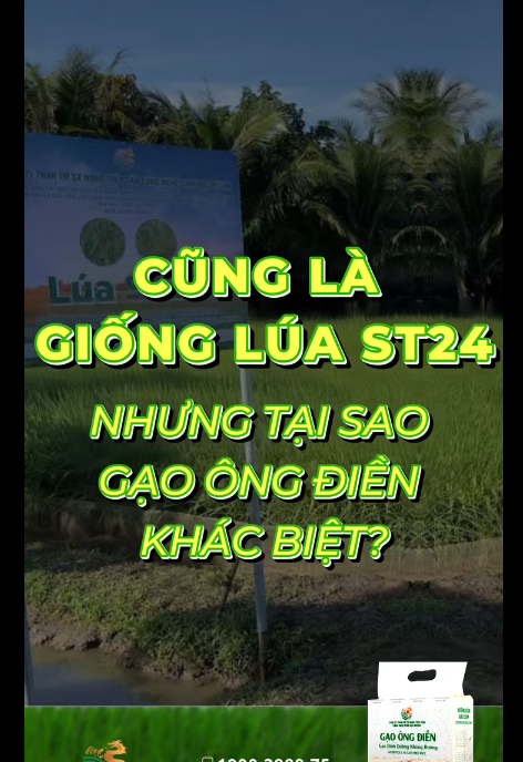 CŨNG LÀ GIỐNG LÚA ST24, NHƯNG TẠI SAO GẠO ÔNG ĐIỀN KHÁC BIỆT?