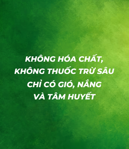 KHÔNG HÓA CHẤT, KHÔNG THUỐC TRỪ SÂU – CHỈ CÓ GIÓ, NẮNG VÀ TÂM HUYẾT